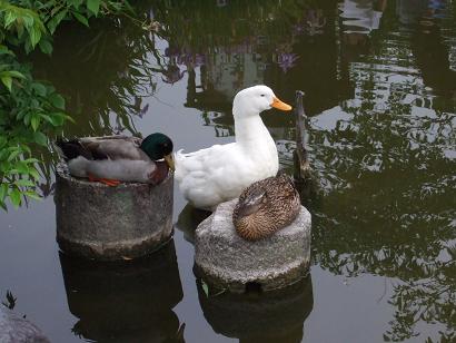 20100604-maruyama canard.JPG